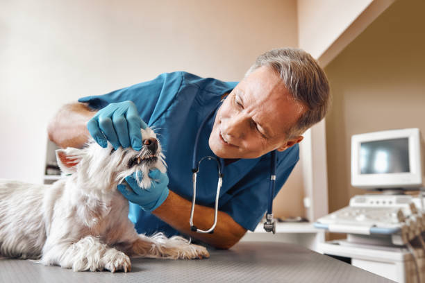 Best Emergency Treatment for Dental Infections or Abscesses in La Porte City, IA
